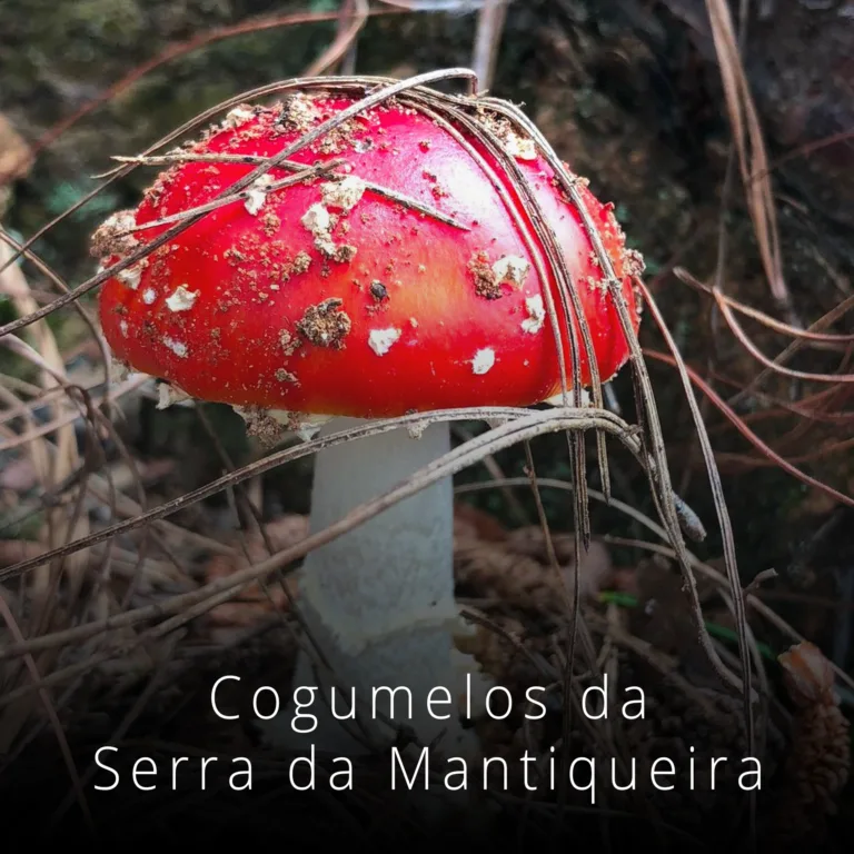 cogumelos